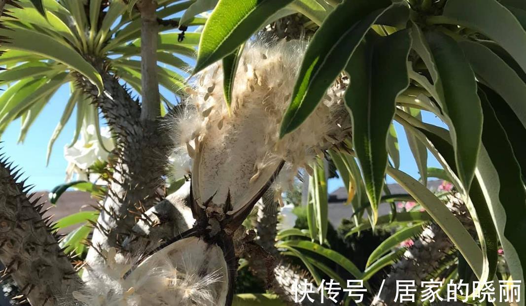 火山石|做一个多肉植物庭院，省心省事好打理，满满的异域风情