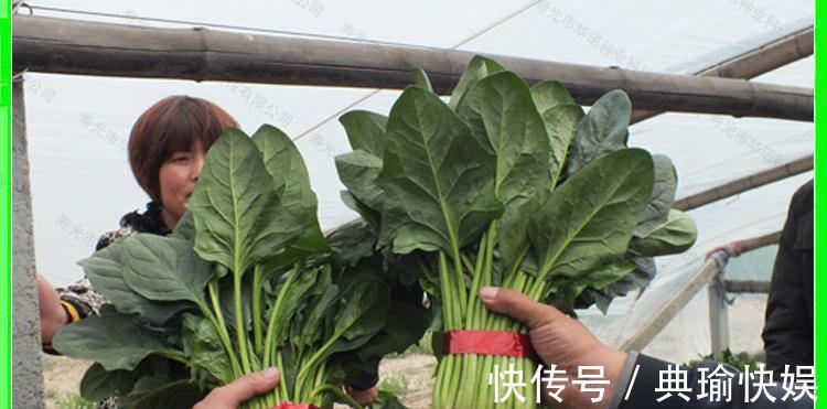尖叶|买菠菜，要分清“尖叶”和“圆叶”，差别很大，买错不甜爽还涩口