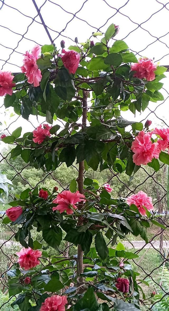 金枝玉叶|养3种花“多修剪”,2年养成“6层塔”,放在家里真“养眼”