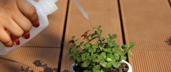 夏天给多肉浇水,知道几个养护小妙招,随便养出白胖子