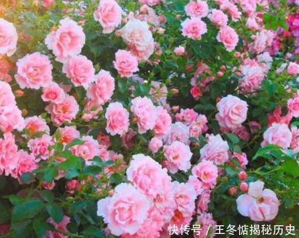 4种花是“开花机器”,全年开花不断,养花首选,1盆能开100朵花