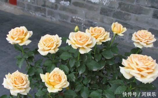 最厉害的养花营养液给月季喝一勺,像打鸡血般疯长不停