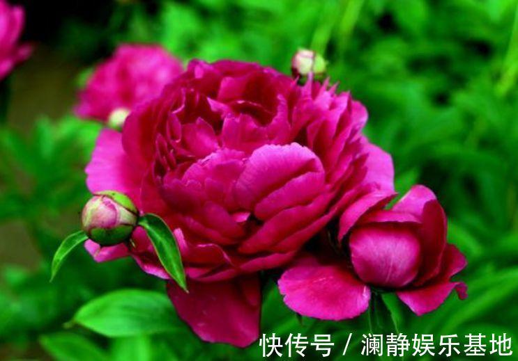 4种花深受花友的喜欢,开花爆盆很简单,大家抢着养