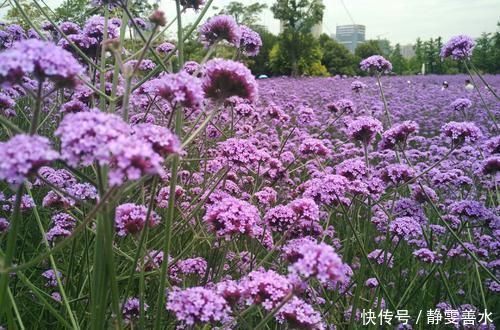 阳台再小,也要养2种花,耐寒又耐热,简单好养,美丽浪漫!