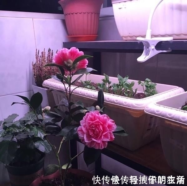 价值|这种花是世界著名的花,多色的花,美丽的,牡丹不失,容易保养,栽培很有价值