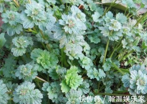 植株|农村里叫做“接骨草”的植物,若是遇到不要错过,其实还治肝炎