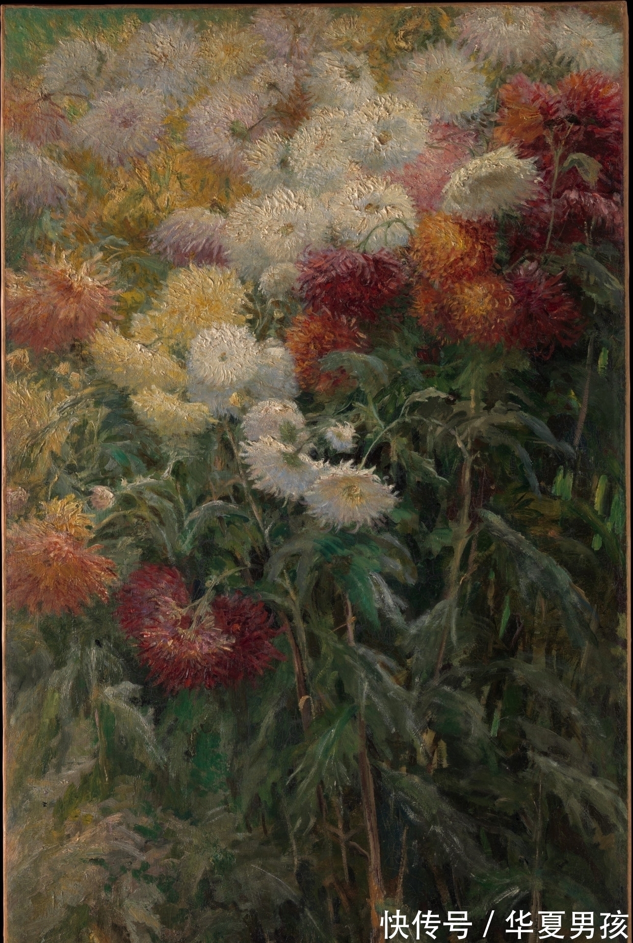 印象派&卡勒博特的菊花,现在看似很普通,却是印象派出人意料的静物画