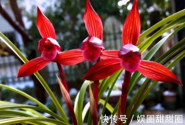 春兰十大红素之首“醉红素”，花色妖艳，兰香浓郁，新手也能养好