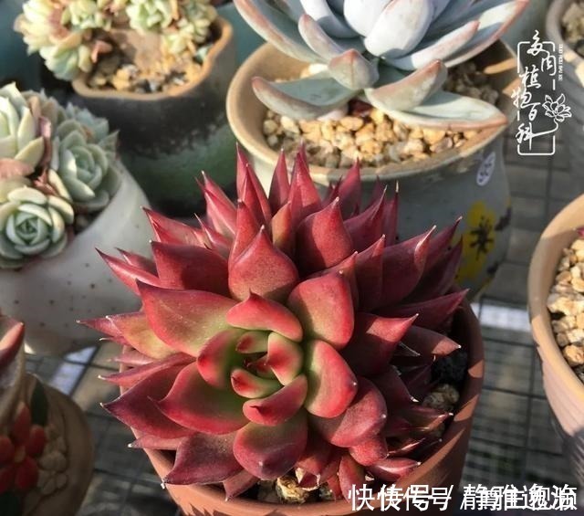 静夜|养多肉三年多,初见惊鸿!累并快乐着!养多肉三年多,初见惊鸿!累并快乐着!