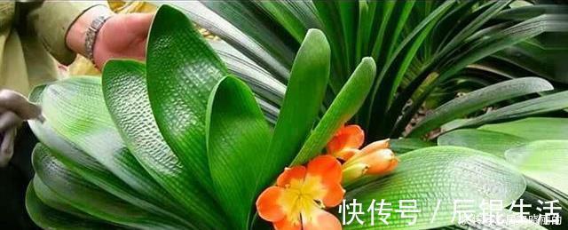 君子兰用这个土来养,根系肥壮,叶子又厚又亮,花开的越来越多