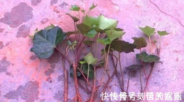 蟹爪兰|养花爱好者看过来这15种花现在“扦插”，生根快，一个周就长芽