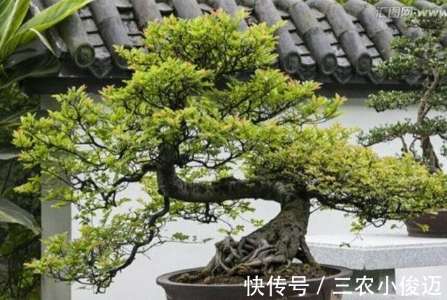 萌发|养护好火棘盆景要注意这几个事项