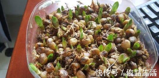 腐叶土|养君子兰用这个小妙招，开花多、新叶多、不夹箭，叶子绿的发光