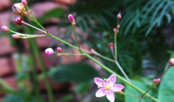 人参|农村一种“假人参”,营养大的惊人,可吃可入药,见到不要错过