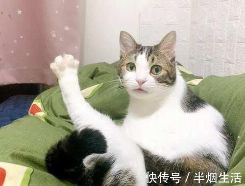 自然环境|朱顶红开花少不开花？牢记3个促花妙招，1年开3次，花开璀璨烂漫