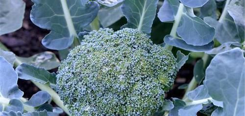 十字花科|有甲状腺结节,4物快拉入黑名单,常喝天然散结水,结节或消得快