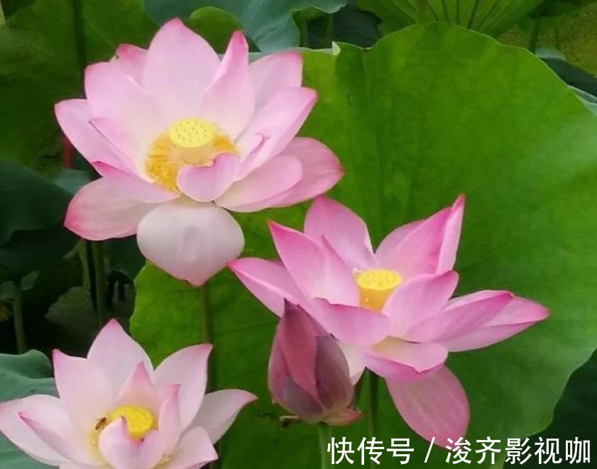 有钱人都养“3种花”,招财纳福,顺风顺水,运势一飞冲天!