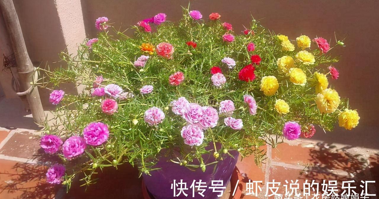 5种花适合养在窗台上,晒晒太阳,浇浇水,让你的窗台花团锦簇
