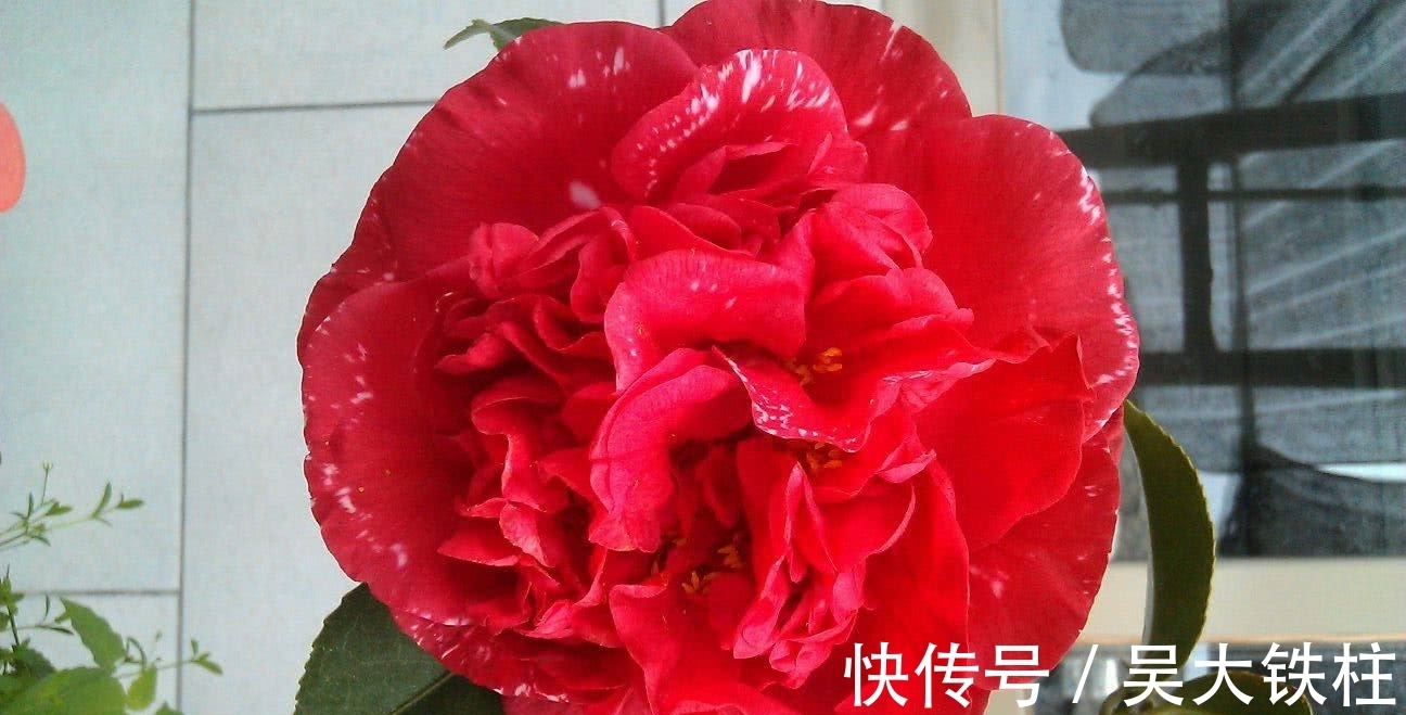 比牡丹还美的花卉,耐寒耐热还好养,一开就是大半年,现正值花期