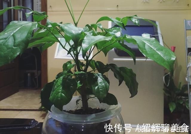 有害气体|这“2种”树,比花卉好养,能够吸“甲醛”,养一盆好处真不少