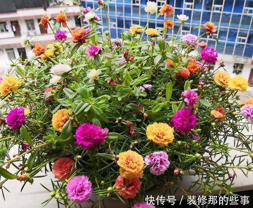 美极了|家里有个小阳台，夏天种上6种花，开成花海美极了