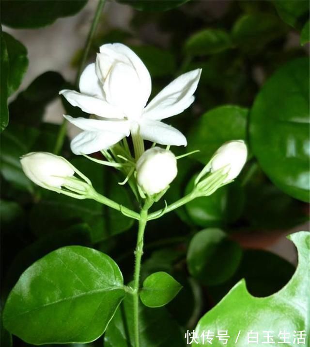 茉莉花这样养,新枝多花蕾多香味浓,自夏至秋开花不断