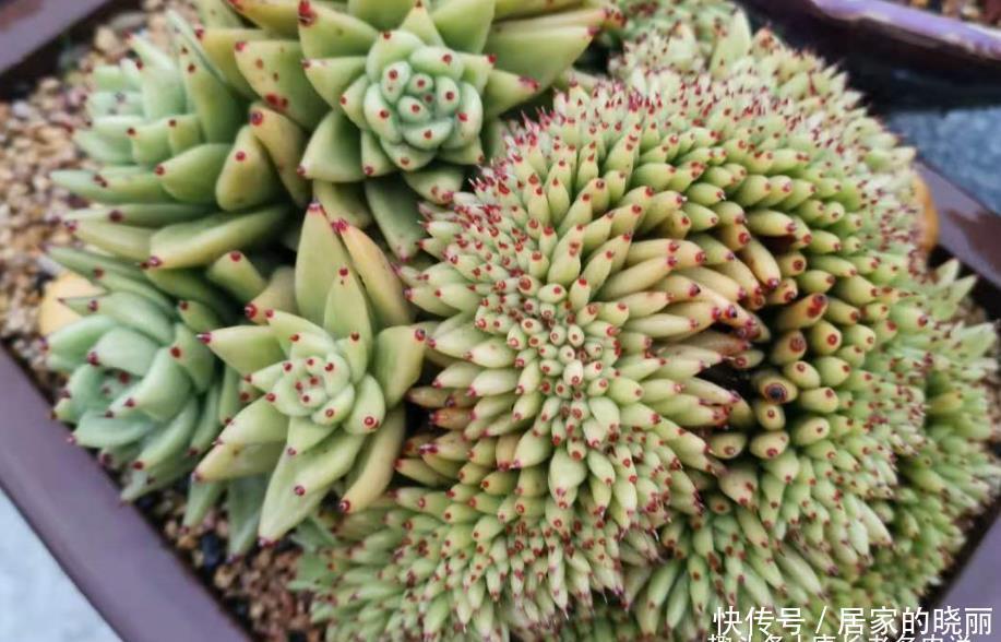 冬天所有的东云系多肉都冒出了花箭,是将它们留着还是剪掉好呢?