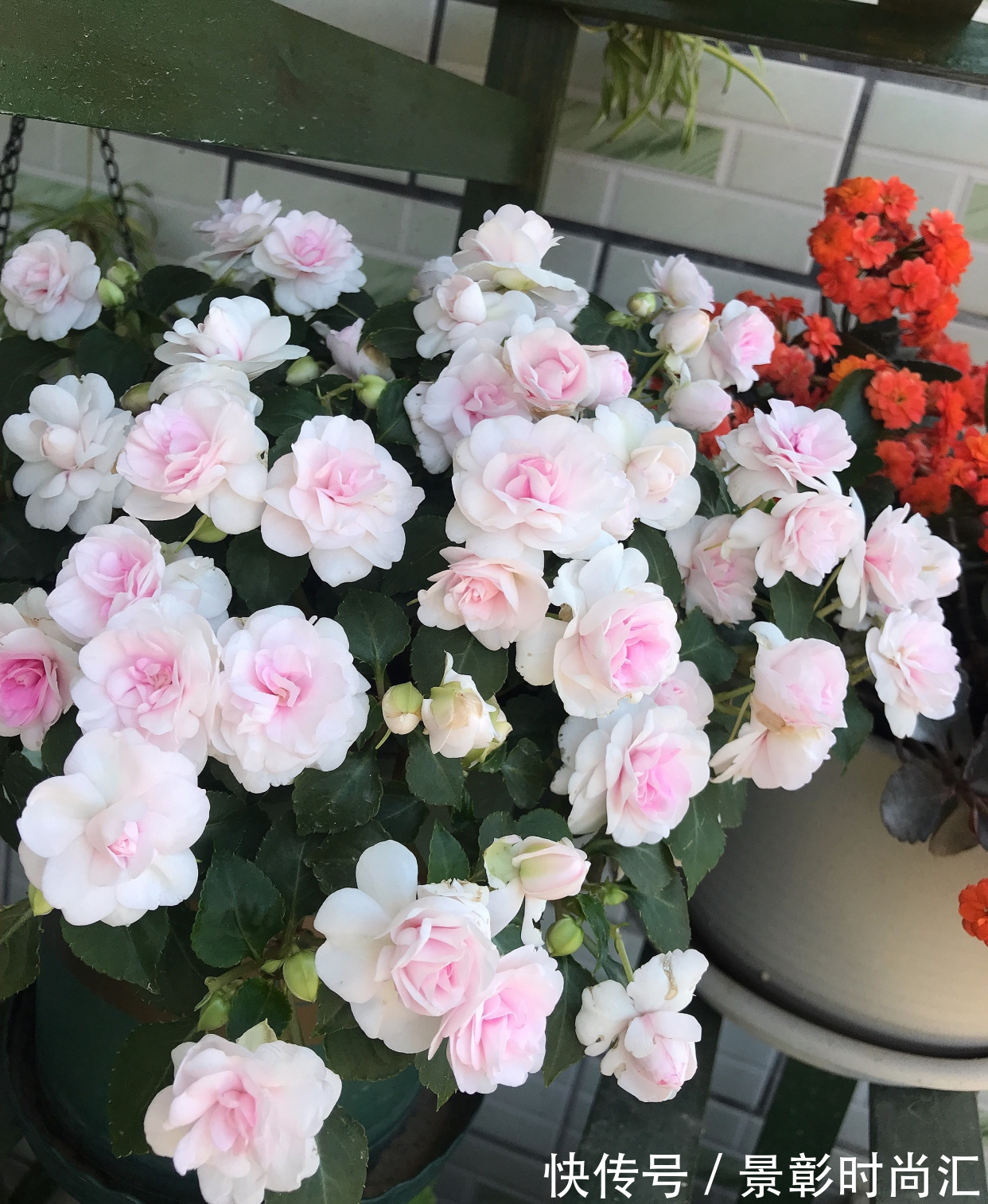 阳台养盆“玻璃翠”吧，花美如玫瑰，好养似绿萝，关键四季都开花