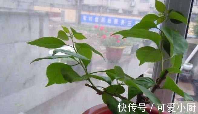 三角梅总黄叶，5个细节要牢记，入冬注意3点，非常省心