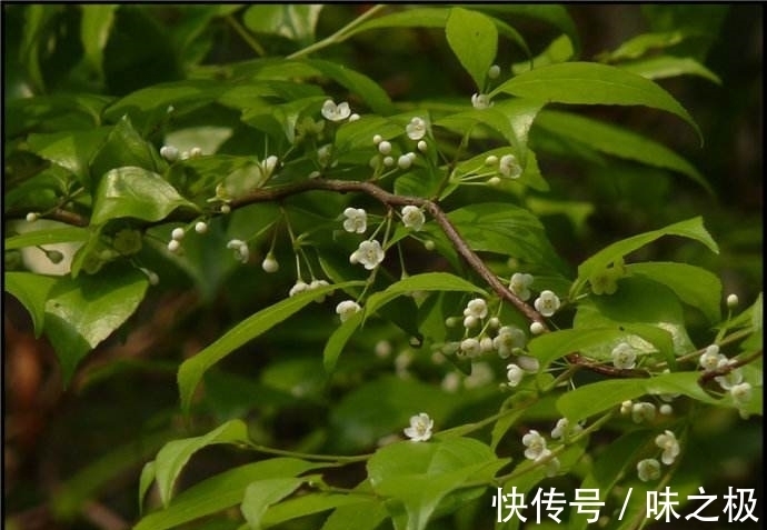一叶|一花一世界，一叶一菩提——奇花异果青梅，花语文化赏花旅游