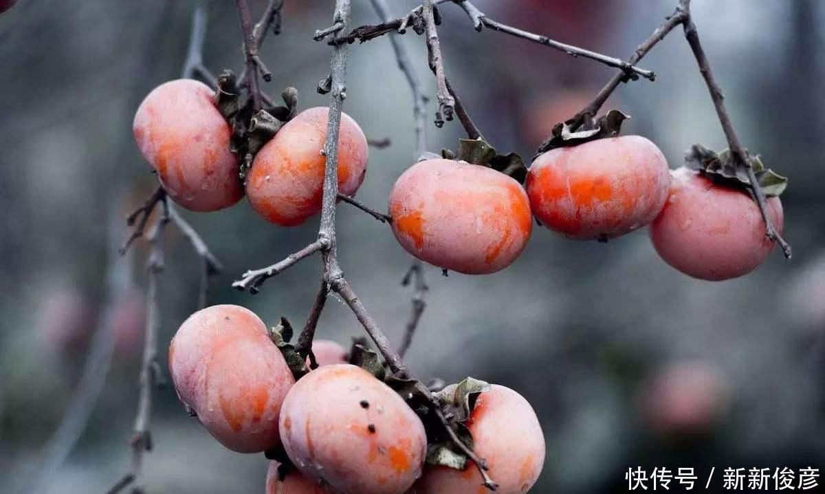 老话说一个柿子十副药,柿子的4个益处,吃了才知道