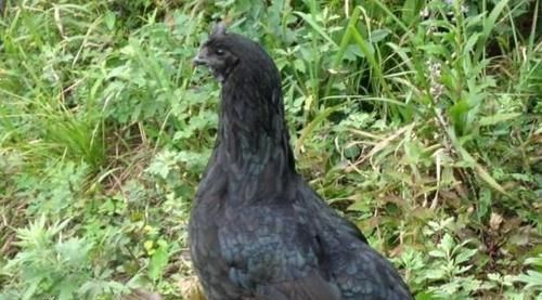 桑葚|它是子宫天然“清洁工”，月经走后吃点，排净卵巢毒素，滋养子宫