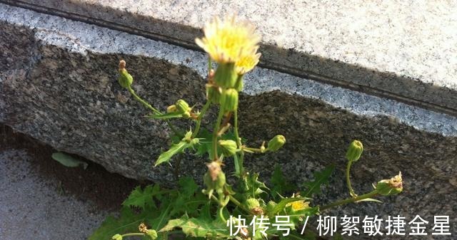 菊花科|路边这植物,钙锌量是菠菜的三倍,现在正当季,碰见赶紧挖回家!