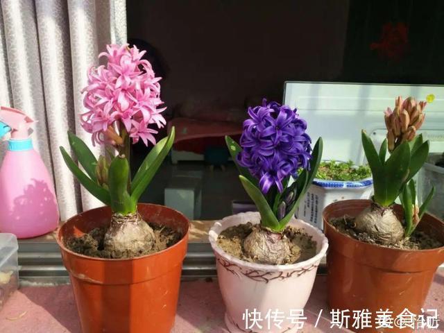 种花|9种花，天热会“假死”，千万别丢了，秋天就苏醒