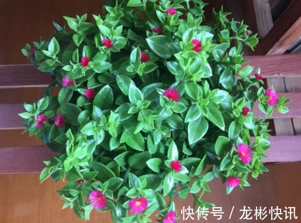 4种容易爆盆的花,吊起来养更合适,开花非常美