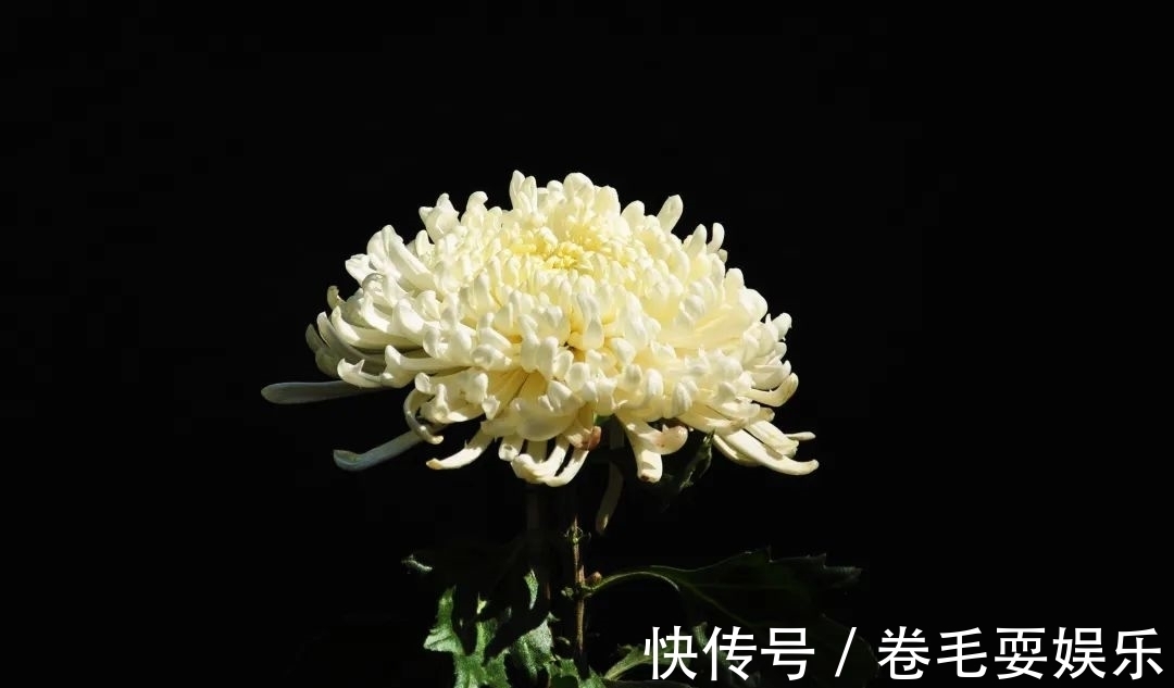 独本菊|心素如简，人淡如菊，植物园里感受菊之意境