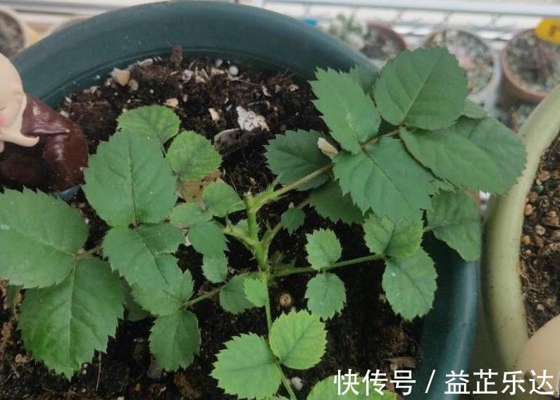 酸性土|路边随处可见的它，被誉为“天然酸性土”，又肥又透气