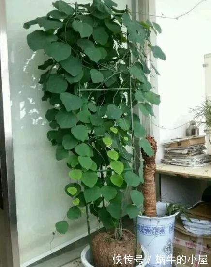 好养|盘点10种耐阴花,北阳台照样生机勃勃,皮实好养有格调