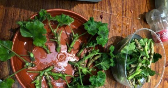 阳台上|养老天竺葵，记住一个“九球队”，将阳台和解2年，邻居都很垂涎欲滴