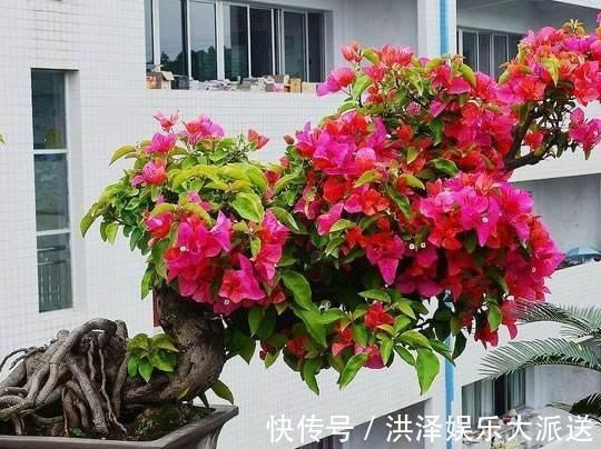 花芽|一招分辨三角梅“花芽”,是“受伤”还是“花爆发”,一眼就认清