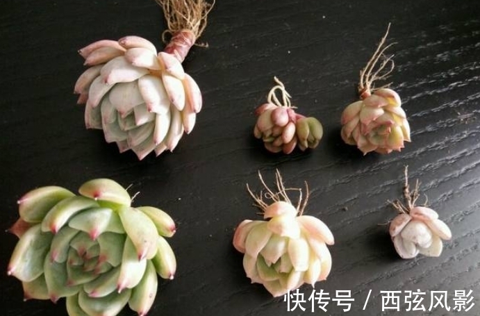 冬季多肉上盆,做好3件事,栽上生根快,早服盆