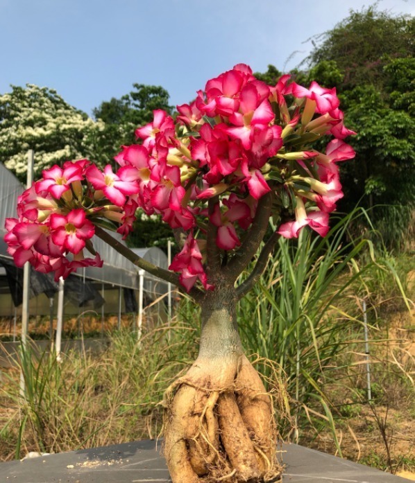 沙漠玫瑰|你见过比它们还红的花吗纯正的国旗红，艳丽夺目！