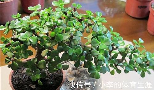 金枝玉叶的扦插手法,不仅生根很快,而且成活率也很高