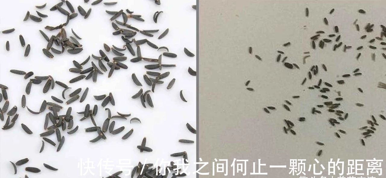 为什么家里的瓜叶菊养一段时间就会枯萎,如何让它开花更久?