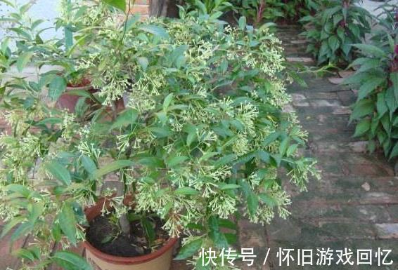 卧室养花有讲究，4种花一定不能养，不然后悔就晚啦