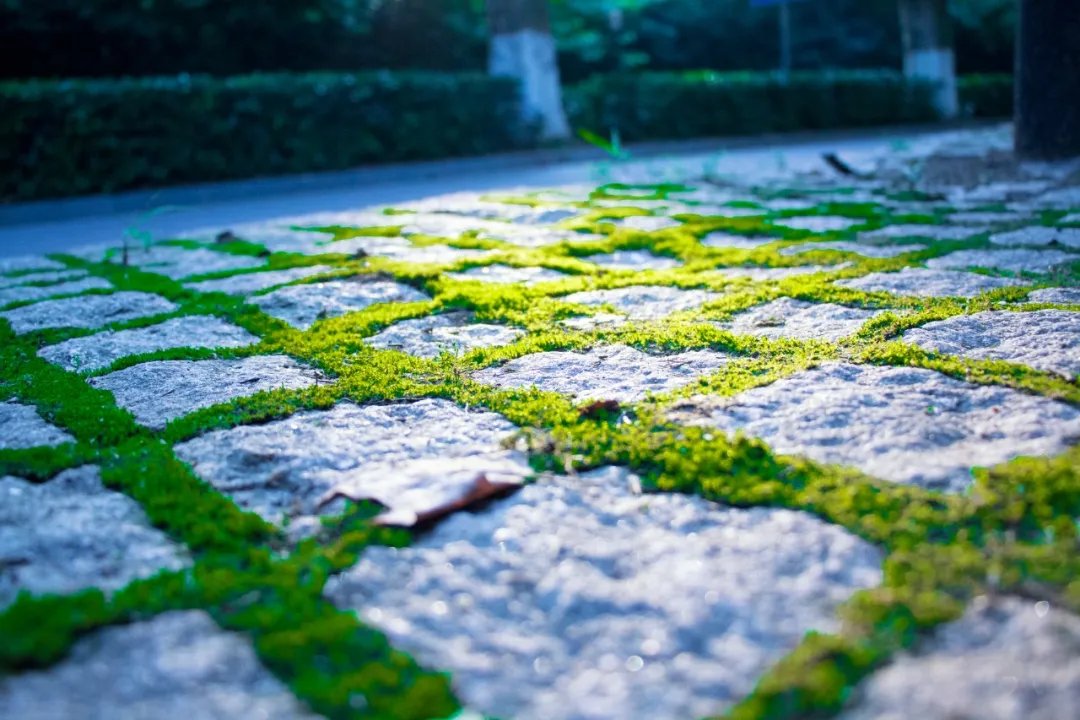 正是江南好风景，落花时节又逢君