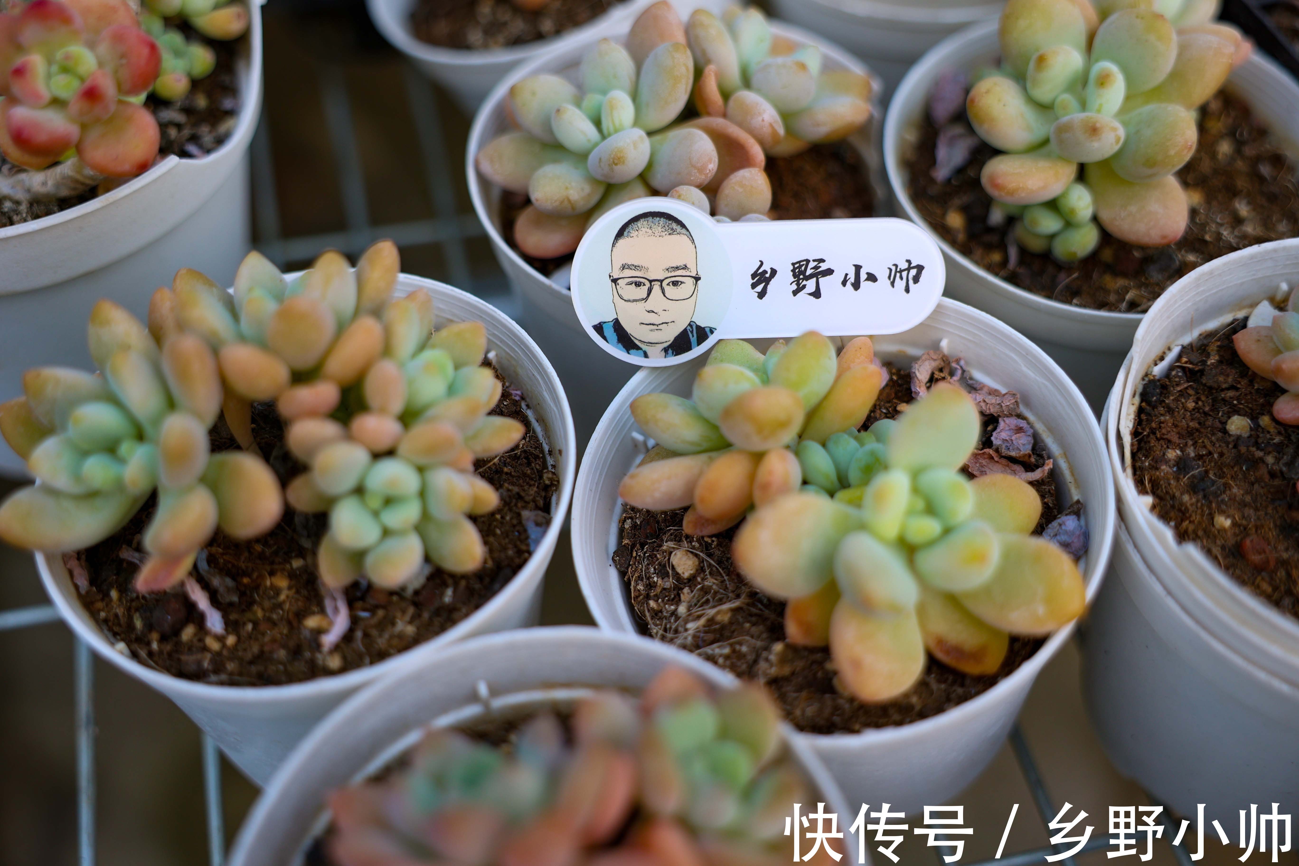 适合懒人养的多肉品种,一长一大片,属于真正“野生”品种