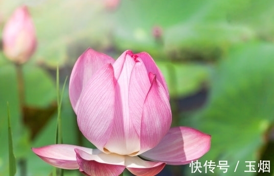 桃花|11月上旬，4属相春风得意，吉星进门，桃花多多，爱情美满