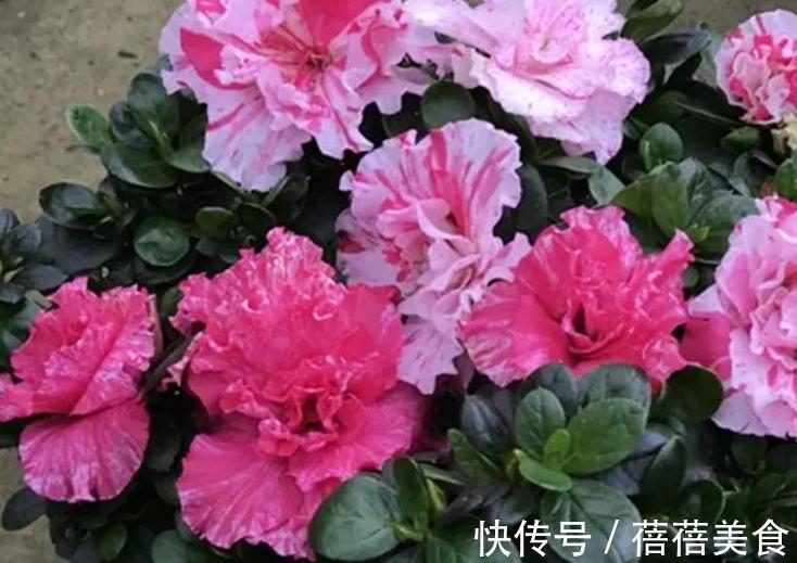 10大漂亮花,值得冬天养一盆,好养易开花,盆盆爆花