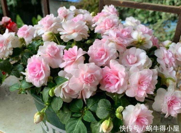 4种花深受花友的喜欢，开花爆盆很简单，花香四溢，花朵烂漫迷人